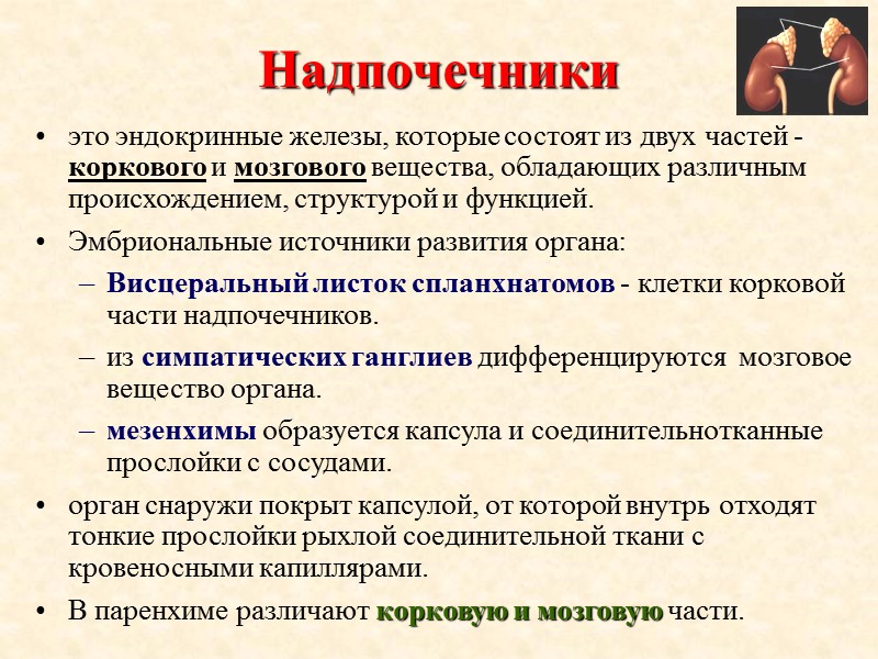 Надпочечники это эндокринные железы, которые состоят из двух частей - коркового и мозгового вещества,